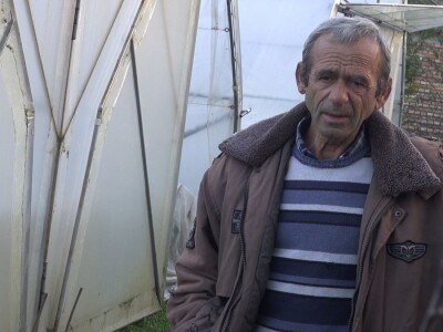 paprika u plasteniku