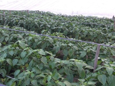 paprika u plasteniku