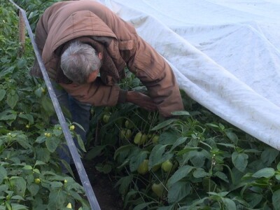 paprika u plasteniku