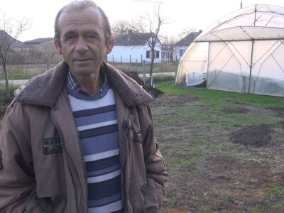 paprika u plasteniku