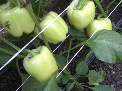 paprika u plasteniku