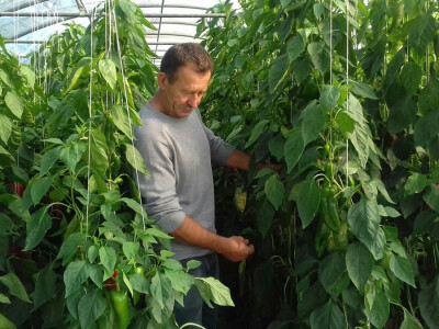 Slavko svakodnevno pregledava povrće kako bi na vrijeme primijetilo eventualne simptome neke bolesti