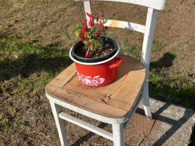 Paprikafest u Lugu ili zašto nosi titulu baranjskog crnog zlata