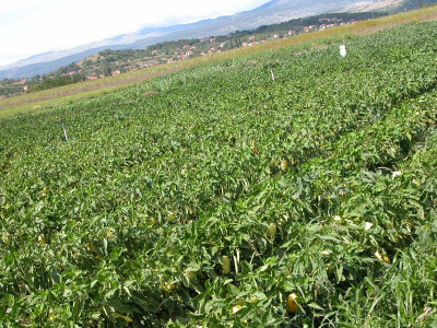 Nasadi paprika OPG Suzana Bogdan u Sinjskom polju