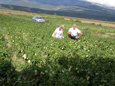 Paprike na imanju OPG Suzana Bogdan u Sinjskom polju, a plodove je otkrila čista bura s Kamešnice