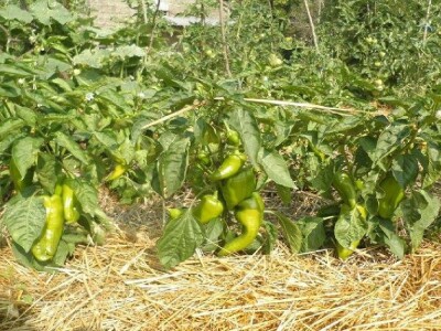 Paprike u eko-vrtu OPG Vedran Pezelj uzgojene na hunusu uz zalijevanje humusnim čajem