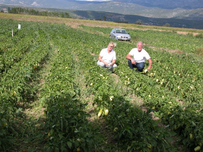 I ove su godine dobro rodile paprike na imanju OPG Suzana Bogdan u Sinjskom polju