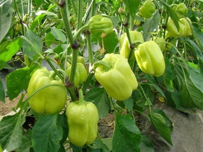 Paprike u plasteniku