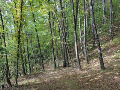 Papuk, Rupnica i 2 hrasta