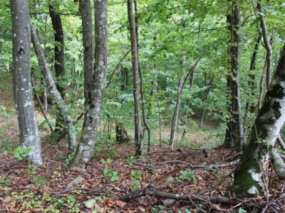 Papuk, Rupnica i 2 hrasta