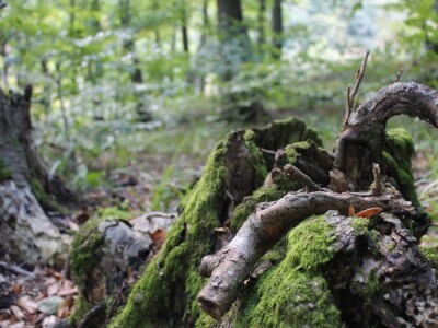 Papuk, Rupnica i 2 hrasta