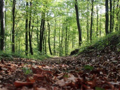 Papuk, Rupnica i 2 hrasta