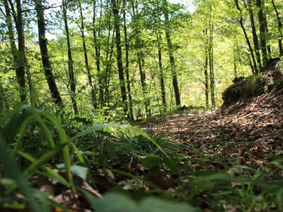 Papuk, Rupnica i 2 hrasta