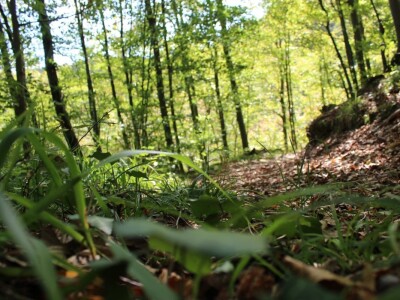 Papuk, Rupnica i 2 hrasta