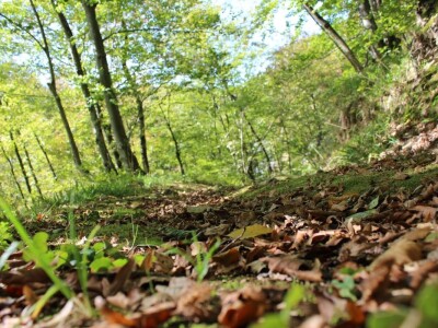 Papuk, Rupnica i 2 hrasta