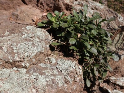 Papuk, Rupnica i 2 hrasta