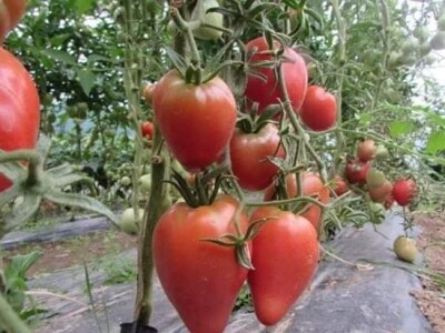 Ibrahim i Jasminka Ajanović - Uz plastenik se podmlađujemo Ibrahim i Jasminka Ajanović - Uz plastenik se podmlađujemo