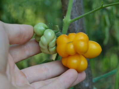 Niko ne zna zašto je Nadin paradajz žut, ni koju dinju uzgajaju
