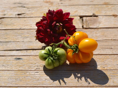 Niko ne zna zašto je Nadin paradajz žut, ni koju dinju uzgajaju