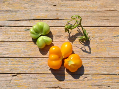 Niko ne zna zašto je Nadin paradajz žut, ni koju dinju uzgajaju