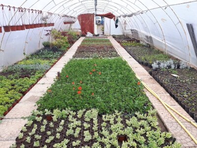 Park prijateljstva u Medoševcu - raj za ljubitelje cveća