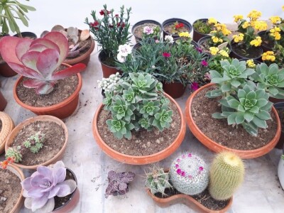 Park prijateljstva u Medoševcu - raj za ljubitelje cveća