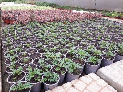 Park prijateljstva u Medoševcu - raj za ljubitelje cveća