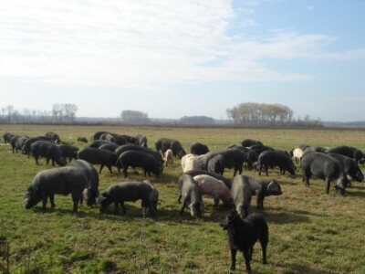 Kvaliteta mesa je zagarantirana