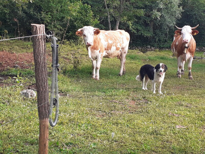 Solarni električni pastir za zaštitu stada