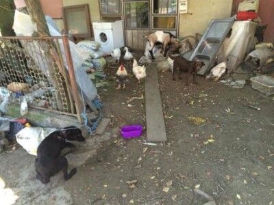 Životinje u "dobrom"stanju