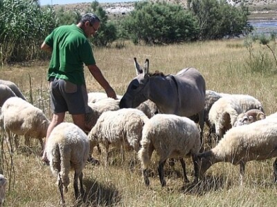 Paške ovce na ispaši
