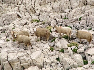 Paške ovce i janjetina