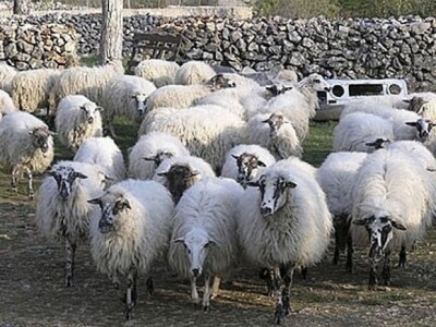 Paške ovce pasmine pramenka