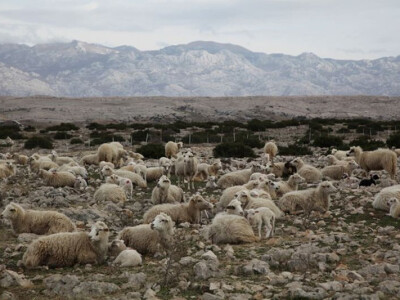 Ovce na ispaši na Velebitu Ovce na ispaši na Velebitu