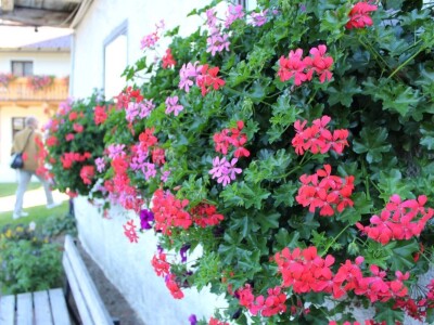 Pašnjaci i šume farme Bauernhof Leitner iznad 1000m/nv