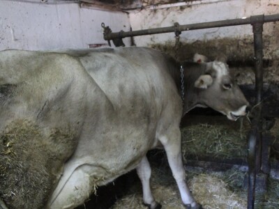 Pašnjaci i šume farme Bauernhof Leitner iznad 1000m/nv