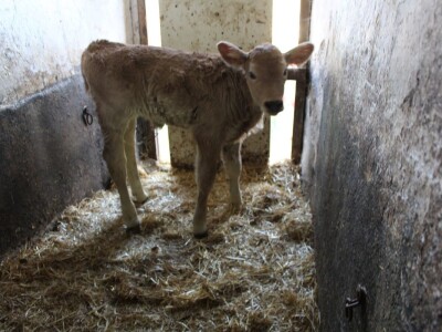 Pašnjaci i šume farme Bauernhof Leitner iznad 1000m/nv