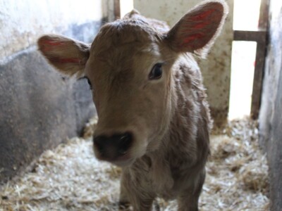 Pašnjaci i šume farme Bauernhof Leitner iznad 1000m/nv