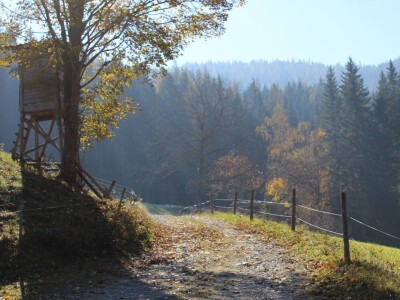 Pašnjaci i šume farme Bauernhof Leitner iznad 1000m/nv