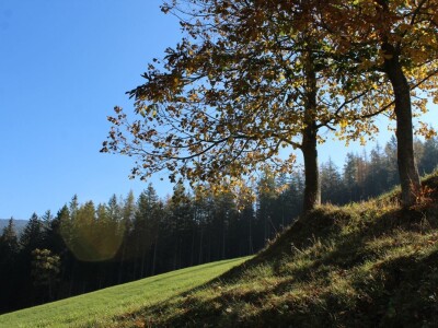 Pašnjaci i šume farme Bauernhof Leitner iznad 1000m/nv