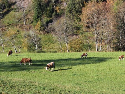 Pašnjaci i šume farme Bauernhof Leitner iznad 1000m/nv