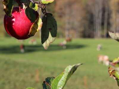 Pašnjaci i šume farme Bauernhof Leitner iznad 1000m/nv
