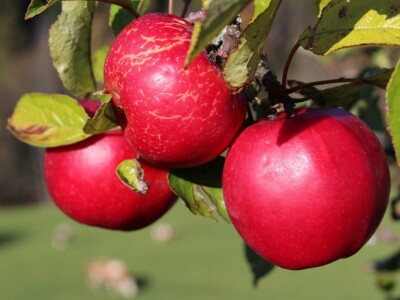 Pašnjaci i šume farme Bauernhof Leitner iznad 1000m/nv