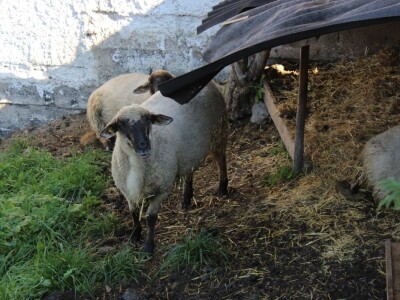 Pašnjaci i šume farme Bauernhof Leitner iznad 1000m/nv