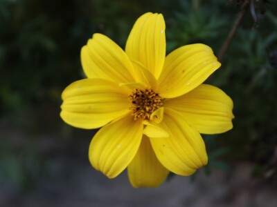 Pašnjaci i šume farme Bauernhof Leitner iznad 1000m/nv