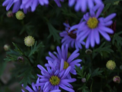 Pašnjaci i šume farme Bauernhof Leitner iznad 1000m/nv