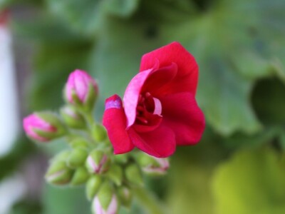 Pašnjaci i šume farme Bauernhof Leitner iznad 1000m/nv
