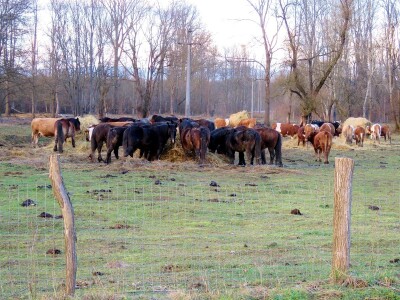Pašnjak Dragana Marjanovića