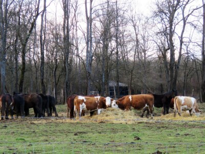 Pašnjak Dragana Marjanovića