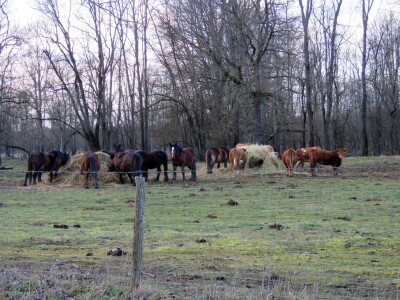 Pašnjak Dragana Marjanovića
